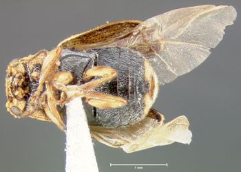 Media type: image; Entomology 8771   Aspect: habitus ventral view